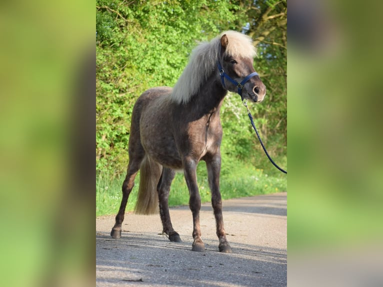 Icelandic Horse Mare 2 years 13,2 hh in Blunk