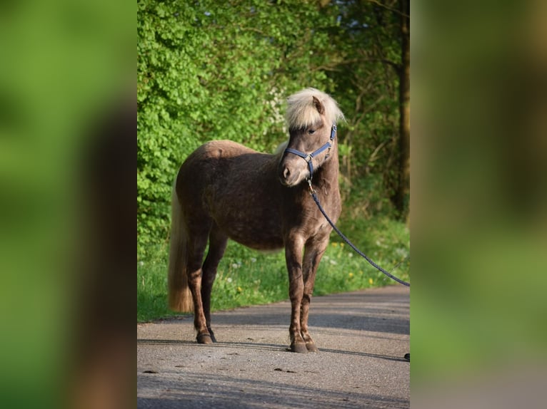 Icelandic Horse Mare 2 years 13,2 hh in Blunk