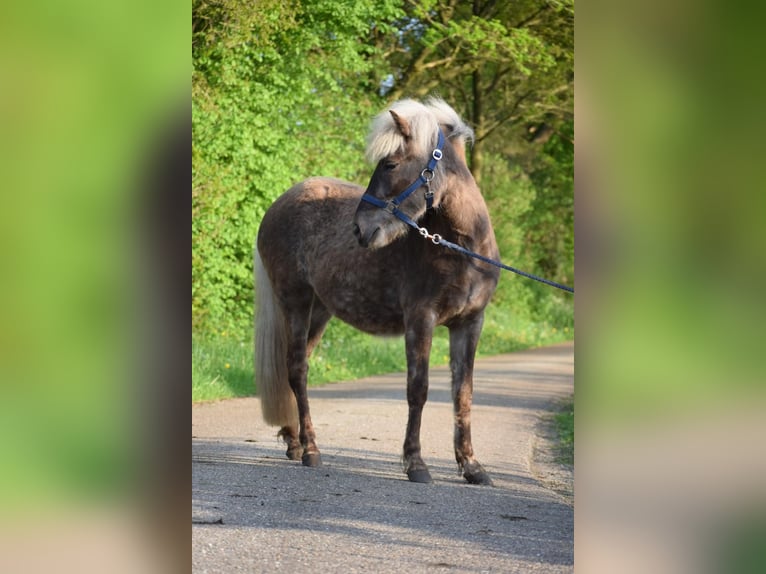 Icelandic Horse Mare 2 years 13,2 hh in Blunk