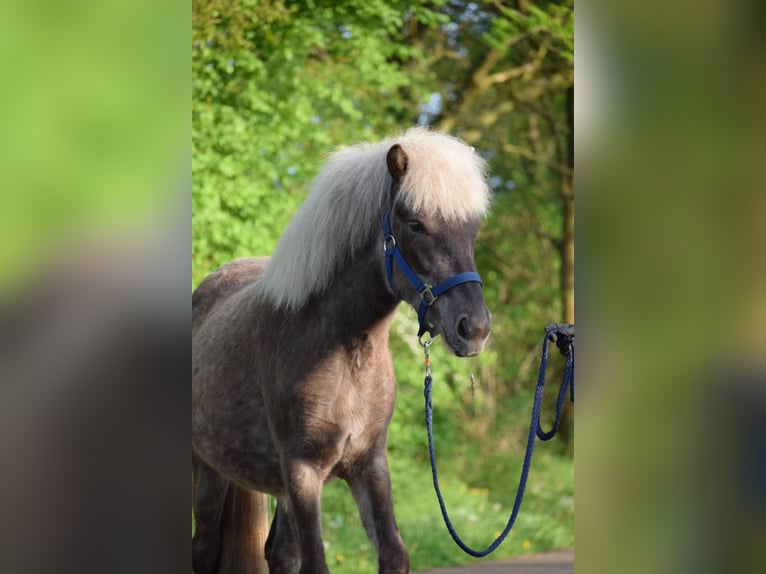 Icelandic Horse Mare 2 years 13,2 hh in Blunk