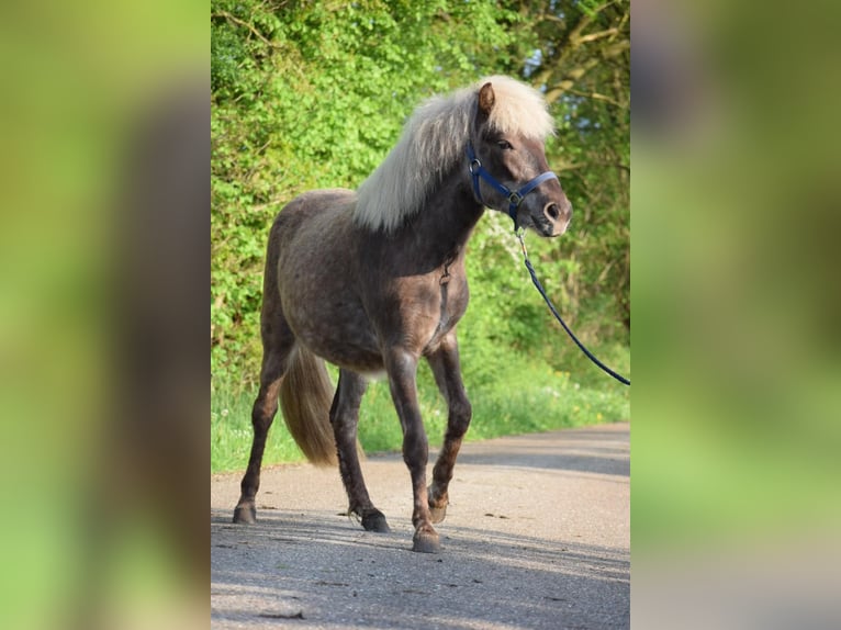 Icelandic Horse Mare 2 years 13,2 hh in Blunk