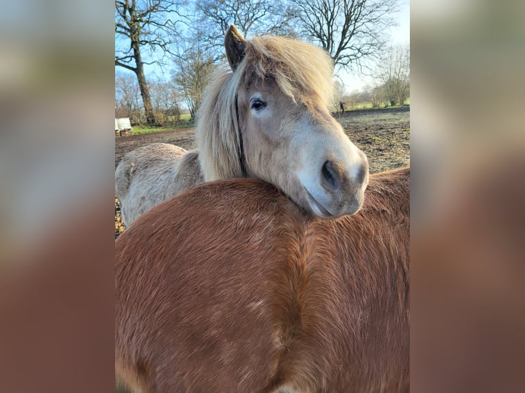 Icelandic Horse Mare 2 years 13.2 hh  in Blunk