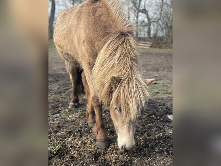 Icelandic Horse Mare 2 years 13.2 hh  in Blunk