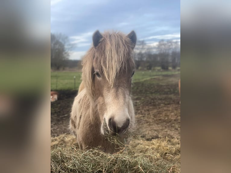 Icelandic Horse Mare 2 years 13.2 hh  in Blunk
