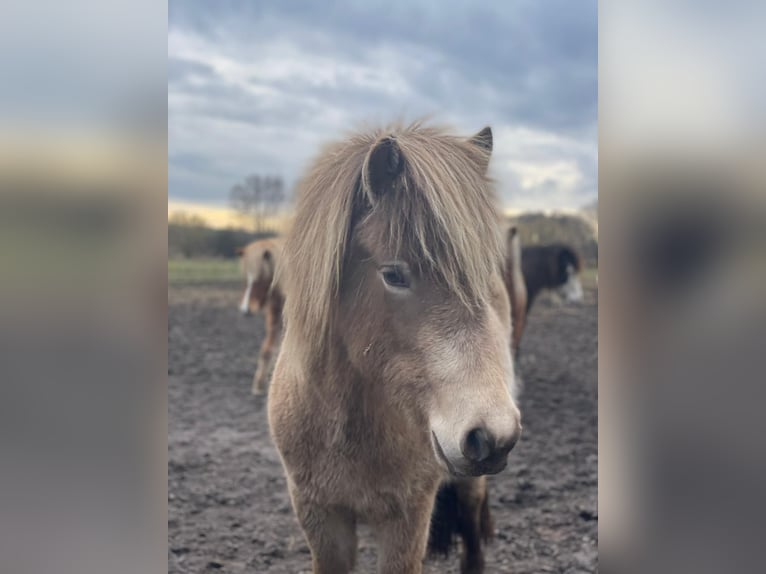 Icelandic Horse Mare 2 years 13.2 hh  in Blunk