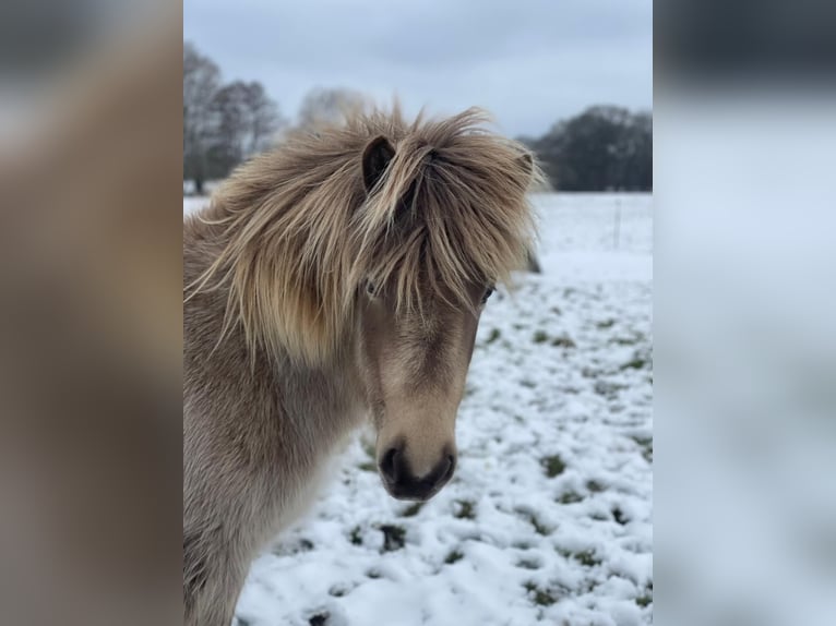 Icelandic Horse Mare 2 years 13.2 hh  in Blunk