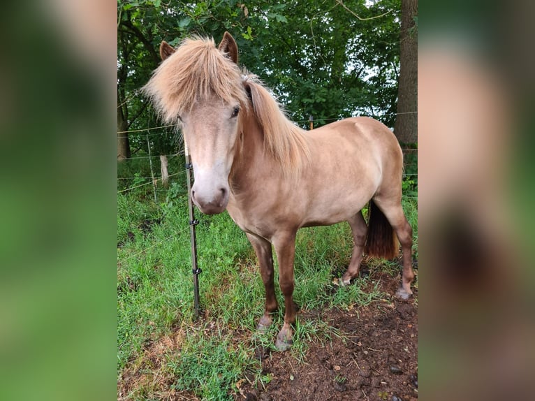 Icelandic Horse Mare 2 years 13.2 hh  in Blunk