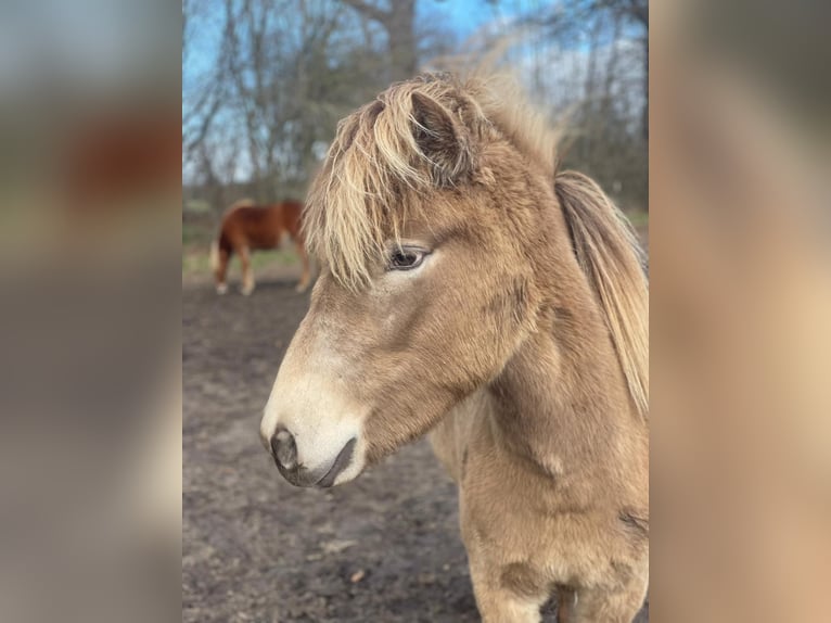 Icelandic Horse Mare 2 years 13.2 hh  in Blunk