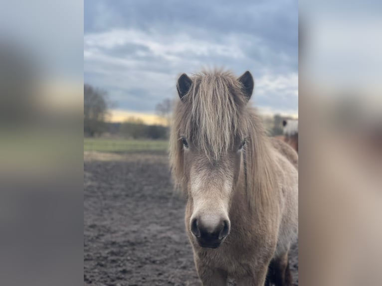 Icelandic Horse Mare 2 years 13.2 hh  in Blunk