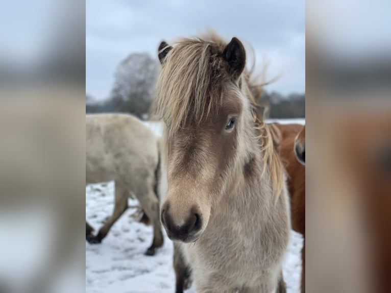 Icelandic Horse Mare 2 years 13.2 hh  in Blunk