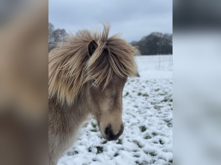 Icelandic Horse Mare 2 years 13.2 hh  in Blunk