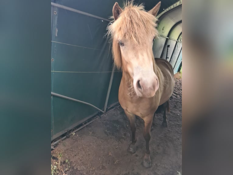 Icelandic Horse Mare 2 years 13.2 hh  in Blunk