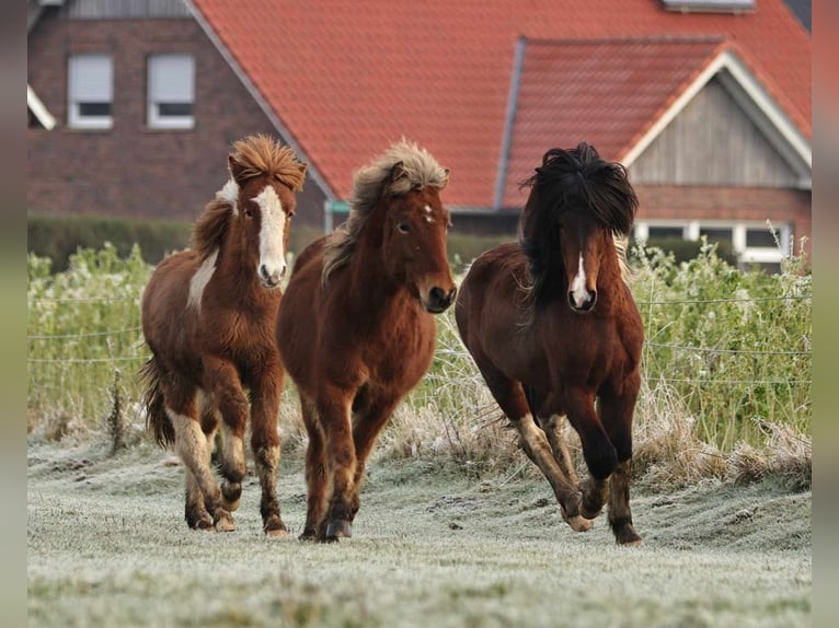 Icelandic Horse Mare 2 years 13,2 hh Pearl in Südlohn