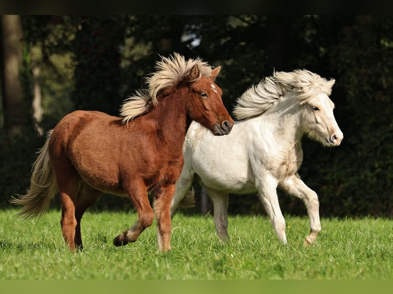 Icelandic Horse Mare 2 years 13,2 hh Pearl in Südlohn