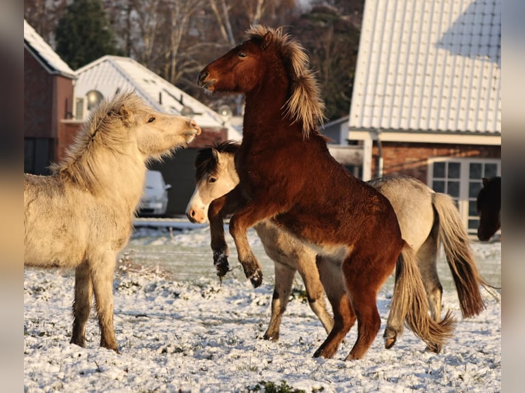 Icelandic Horse Mare 2 years 13,2 hh Pearl in Südlohn