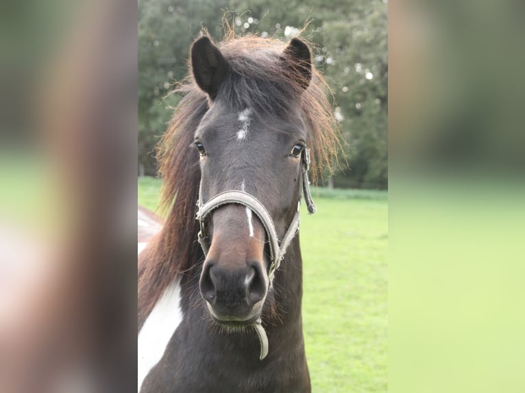 Icelandic Horse Mare 2 years 13.2 hh Pinto in Winterswijk Kotten
