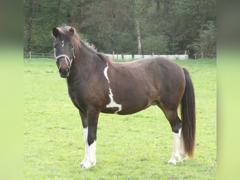 Icelandic Horse Mare 2 years 13.2 hh Pinto in Winterswijk Kotten