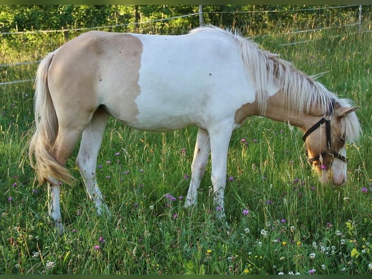 Icelandic Horse Mare 2 years 13,2 hh Pinto in Saarland