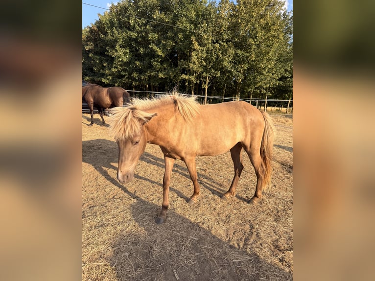 Icelandic Horse Mare 2 years 13.2 hh White in Neuwied