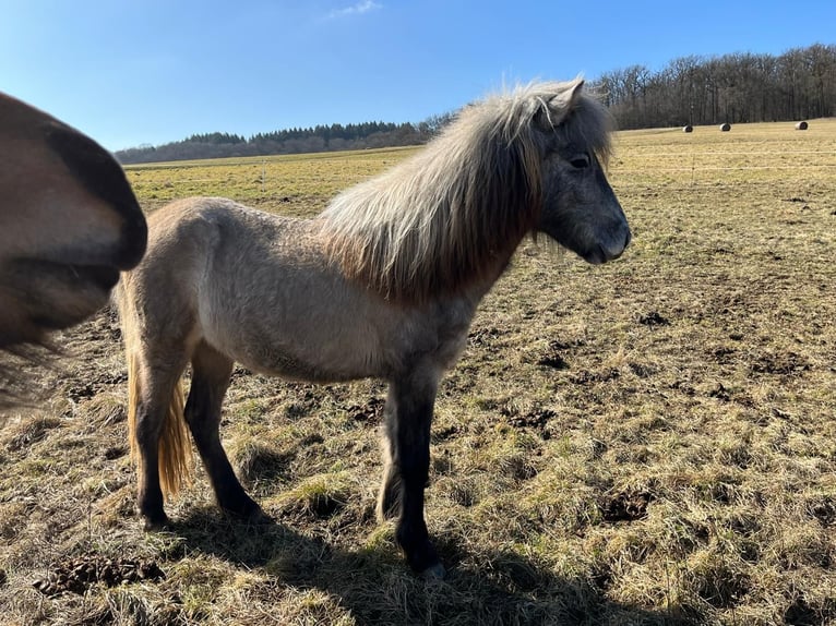 Icelandic Horse Mare 2 years 13,3 hh Brown Falb mold in Ehringshausen