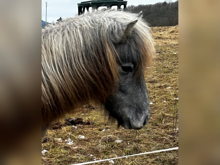 Icelandic Horse Mare 2 years 13,3 hh Brown Falb mold in Ehringshausen