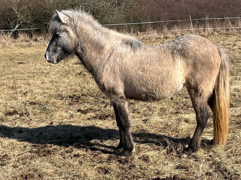 Icelandic Horse Mare 2 years 13,3 hh Brown Falb mold in Ehringshausen