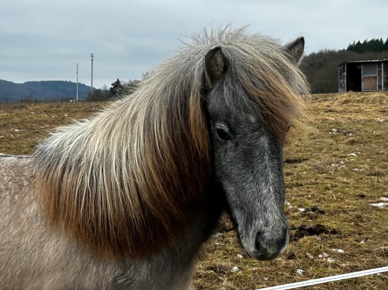 Icelandic Horse Mare 2 years 13,3 hh Brown Falb mold in Ehringshausen