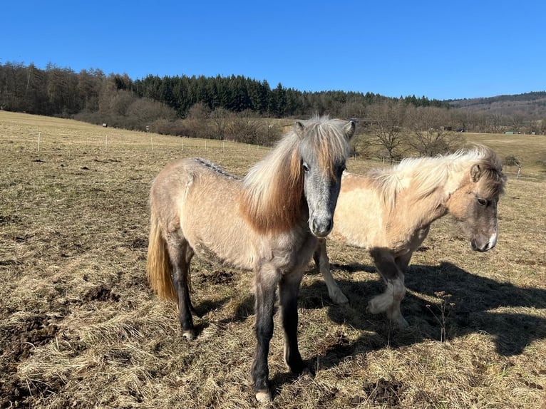 Icelandic Horse Mare 2 years 13,3 hh Brown Falb mold in Ehringshausen