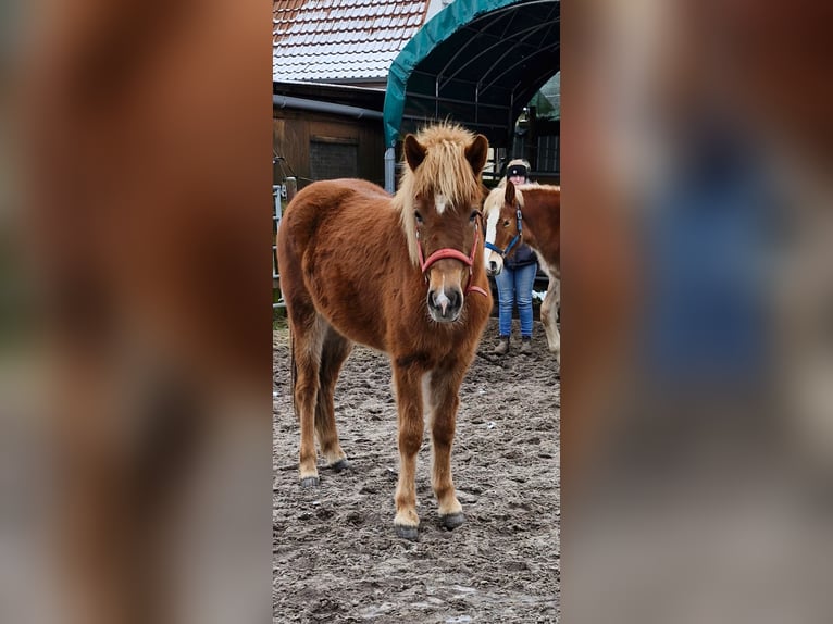 Icelandic Horse Mare 2 years 13,3 hh Chestnut in Wahrenholz