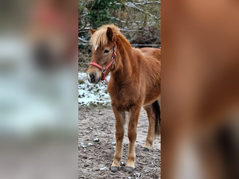 Icelandic Horse Mare 2 years 13,3 hh Chestnut in Wahrenholz