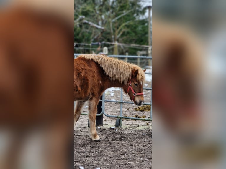 Icelandic Horse Mare 2 years 13,3 hh Chestnut in Wahrenholz