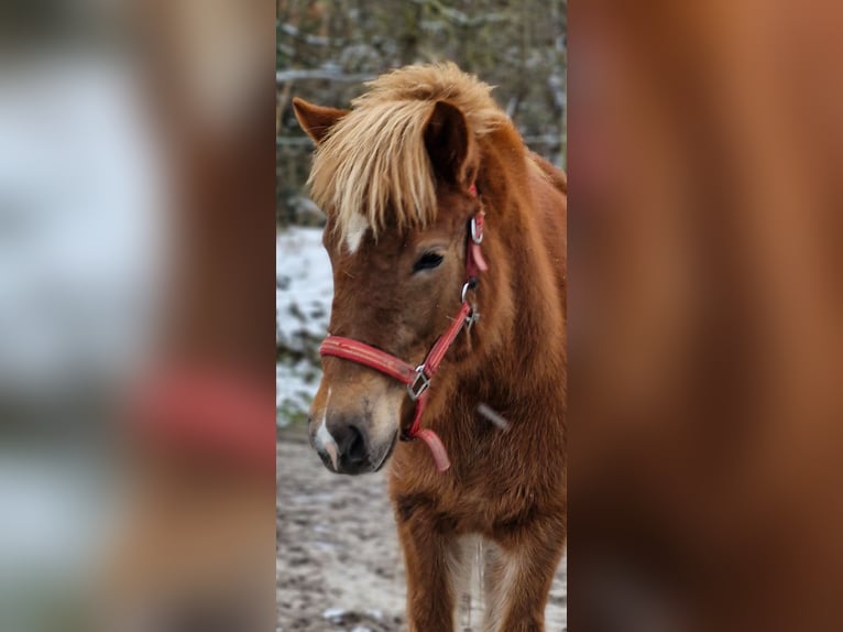 Icelandic Horse Mare 2 years 13,3 hh Chestnut in Wahrenholz