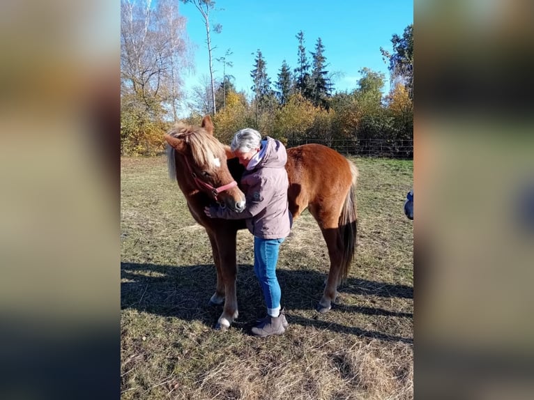 Icelandic Horse Mare 2 years 13,3 hh Chestnut-Red in Wathlingen