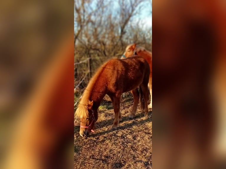 Icelandic Horse Mare 2 years 13,3 hh Chestnut-Red in Wathlingen