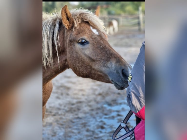 Icelandic Horse Mare 2 years 13,3 hh Chestnut-Red in Wathlingen