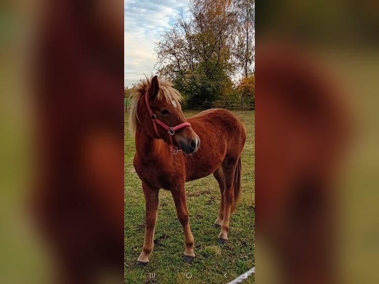 Icelandic Horse Mare 2 years 13,3 hh Chestnut-Red in Wathlingen