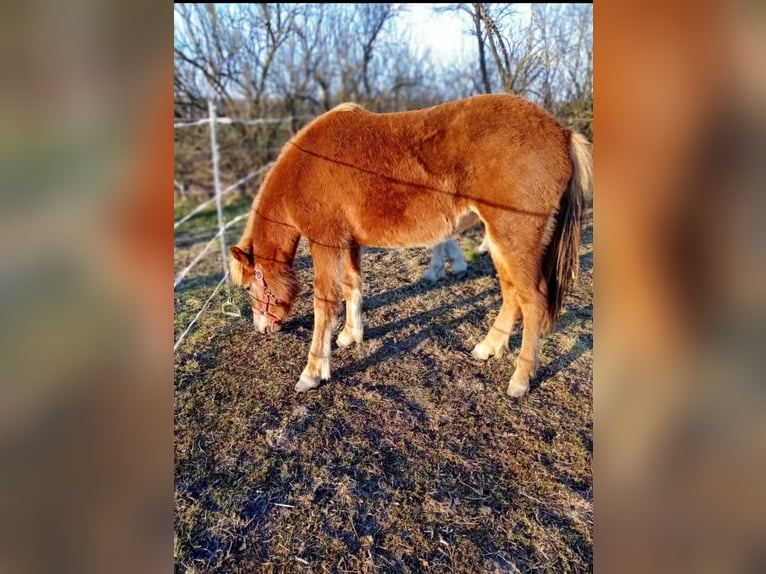 Icelandic Horse Mare 2 years 13,3 hh Chestnut-Red in Wathlingen