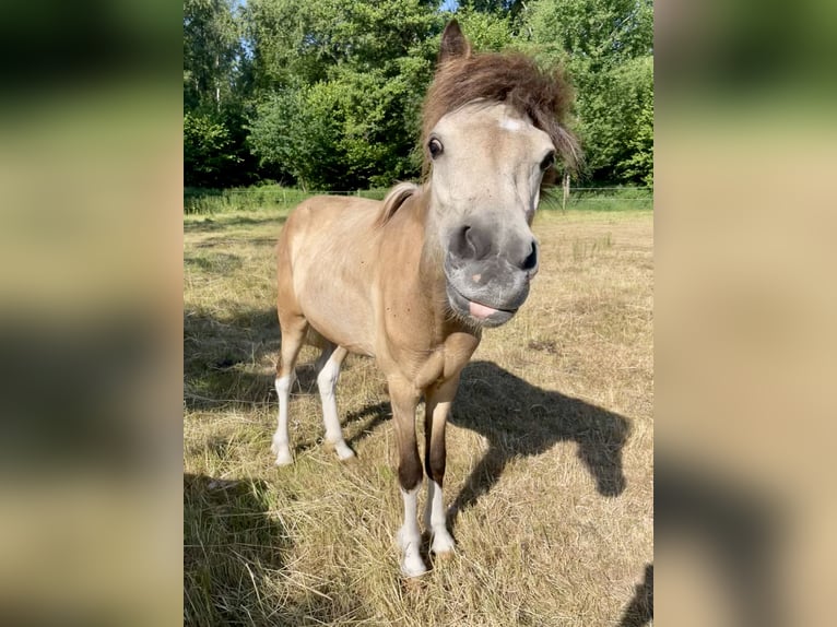 Icelandic Horse Mare 2 years 13,2 hh Buckskin in Uetze