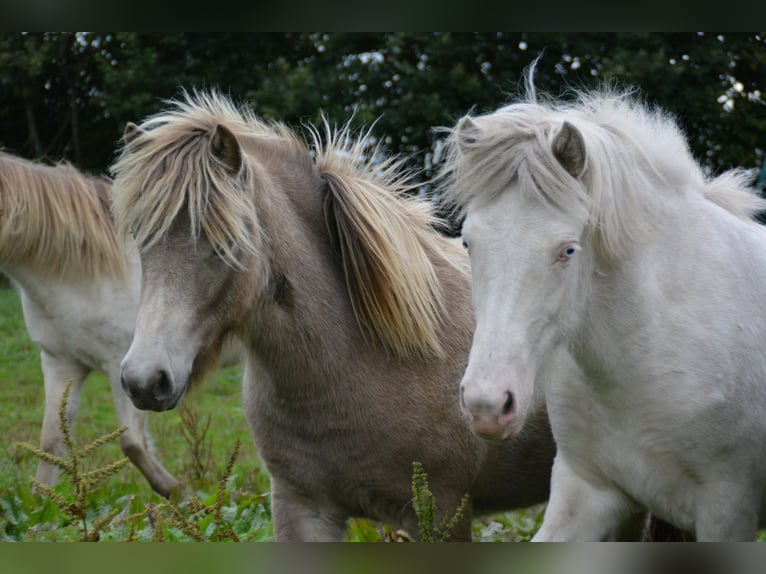 Icelandic Horse Mare 2 years 13,2 hh  in Blunk