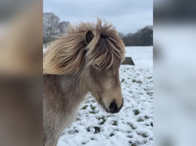 Icelandic Horse Mare 2 years 13,2 hh  in Blunk