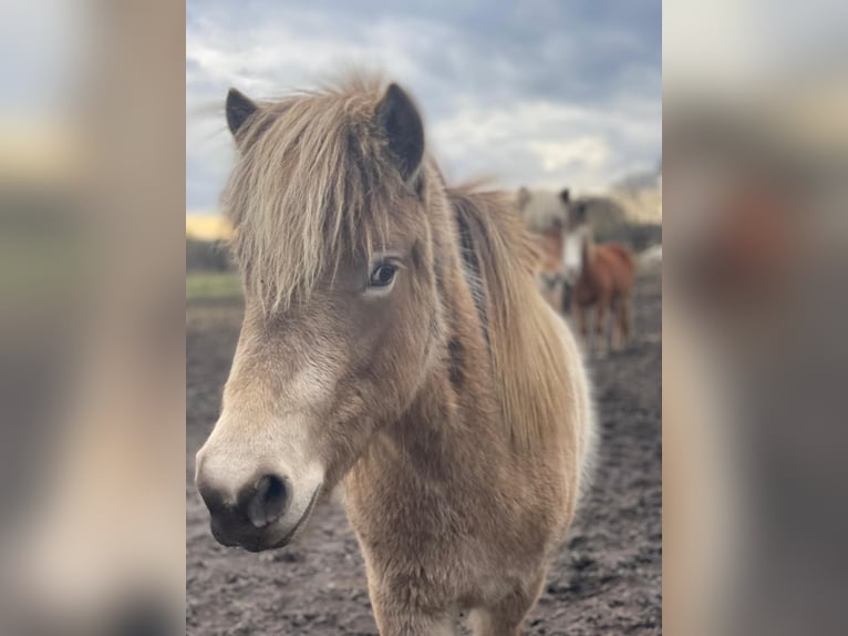 Icelandic Horse Mare 2 years 13,2 hh  in Blunk
