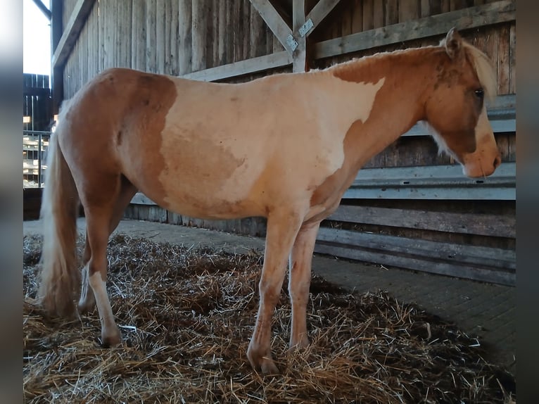 Icelandic Horse Mare 2 years 13,2 hh Pinto in Saarland