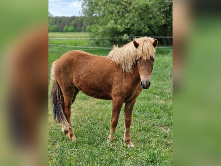 Icelandic Horse Mare 2 years 13,3 hh Chestnut-Red in Wathlingen