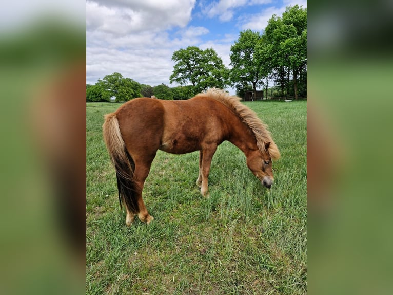 Icelandic Horse Mare 2 years 13,3 hh Chestnut-Red in Wathlingen