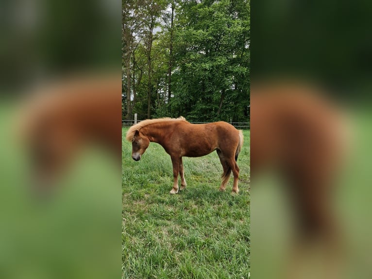 Icelandic Horse Mare 2 years 13,3 hh Chestnut-Red in Wathlingen
