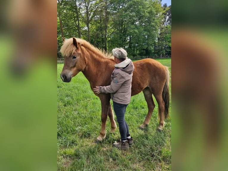 Icelandic Horse Mare 2 years 13,3 hh Chestnut-Red in Wathlingen