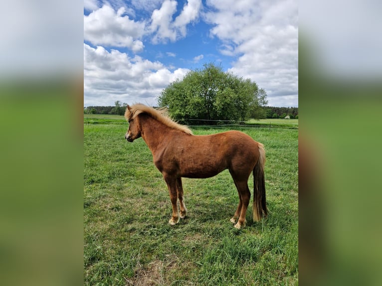 Icelandic Horse Mare 2 years 13,3 hh Chestnut-Red in Wathlingen