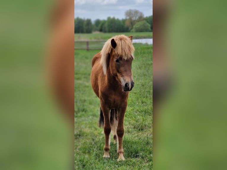 Icelandic Horse Mare 2 years 13,3 hh Chestnut-Red in Wathlingen