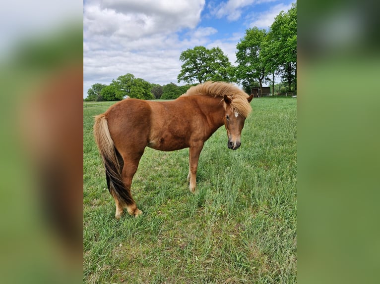 Icelandic Horse Mare 2 years 13,3 hh Chestnut-Red in Wathlingen