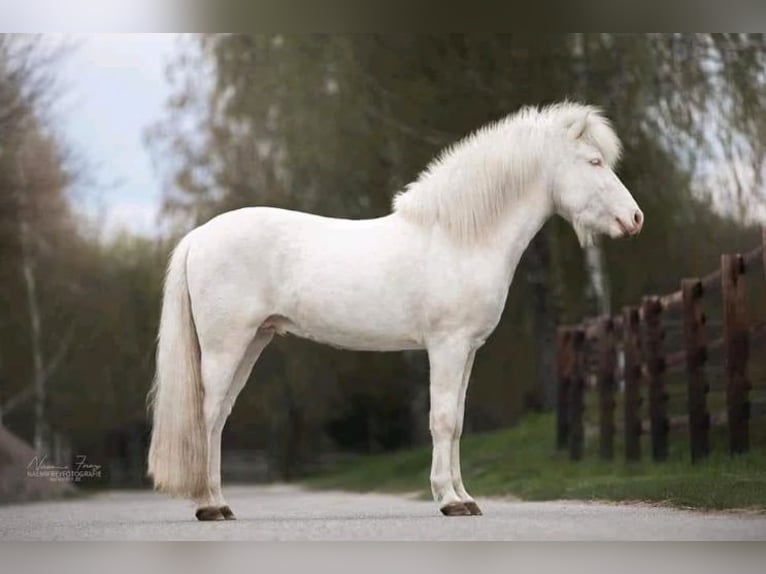 Icelandic Horse Mare 2 years 14,1 hh Palomino in Blankenheim